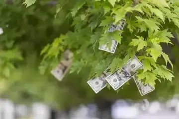 American dollars apparently growing on a tree
